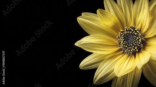 Vibrant yellow flower petals display intricate detail against a stark black background