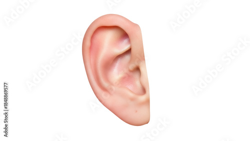 Canvas Print Realistic human ear isolated PNG on transparent background, detailed anatomical