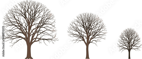Leafless winter tree illustration set showing different sizes of bare trees isolated on white background for nature and seasonal design use