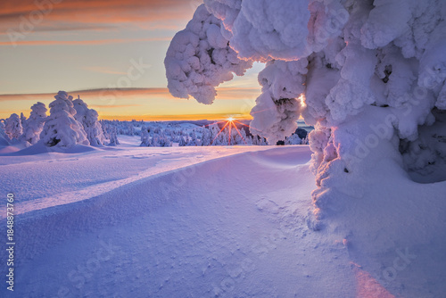 View of snow-laden trees glow in the soft, diffused light of the setting sun over a vast, pristine, wintry landscape, Mala Fatra, Zilina Region, Slovakia.