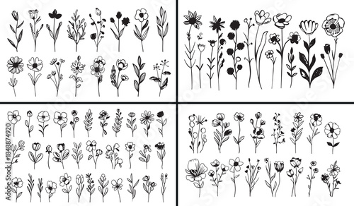 wildflower line art, botanical illustration clipart, floral outline drawings, hand drawn flower vector, minimalist botanical art, black white floral clipart, meadow flower illustration, printable flor