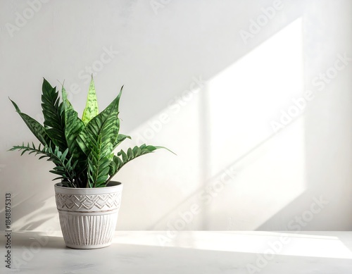 Potted plant with patterned foliage basks in sunlight against a plain wall, creating a bright, minimalist scene