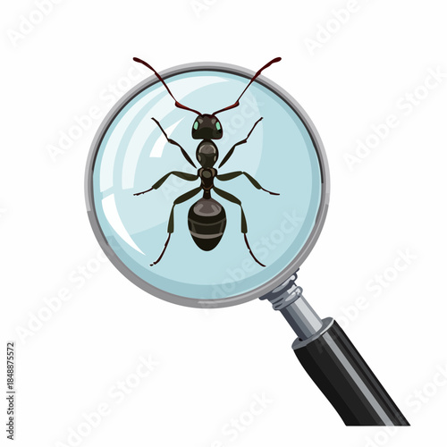 Une fourmi observée à la loupe, en gros plan, isolé sur fond blanc, entomologie, insecte