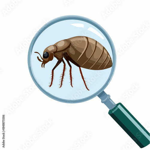 Une puce en gros plan, vue à travers une loupe, arrière plan blanc, entomologie, insecte 