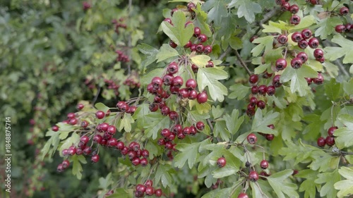 fresh red hawthorn berries on a green bush