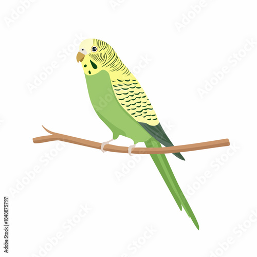 Jolie perruche à ailes vertes, oiseau, collier jaune, sur sa branche, isolé sur un fond blanc