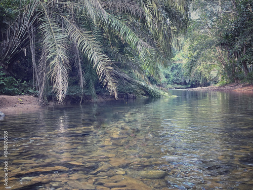 Calm tropical river with clear water flowing through lush green forest and palm trees, peaceful nature landscape in Kiulu, Sabah, Malaysia.