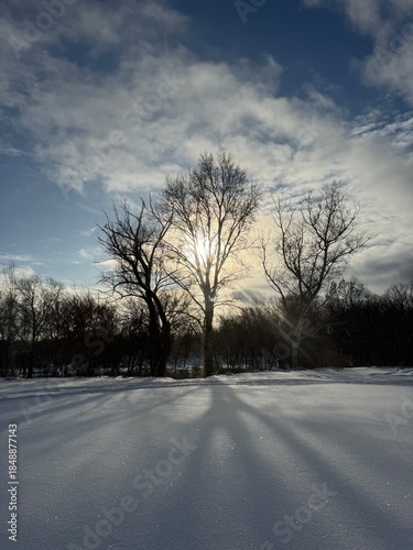 Serene winter scene with solitary tree covered in frost, standing in snowy field under clear blue sky. Tracks in snow lead towards tree.