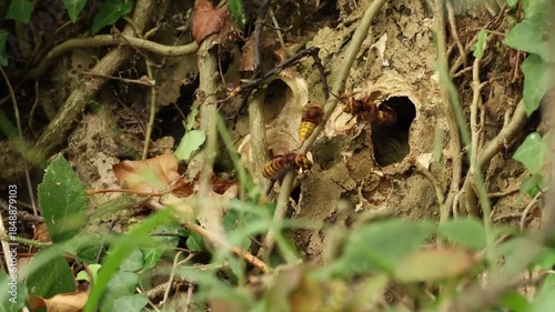 close up footage of large, brownish-red European hornet Vespa crabro, entering and exiting hidden nest