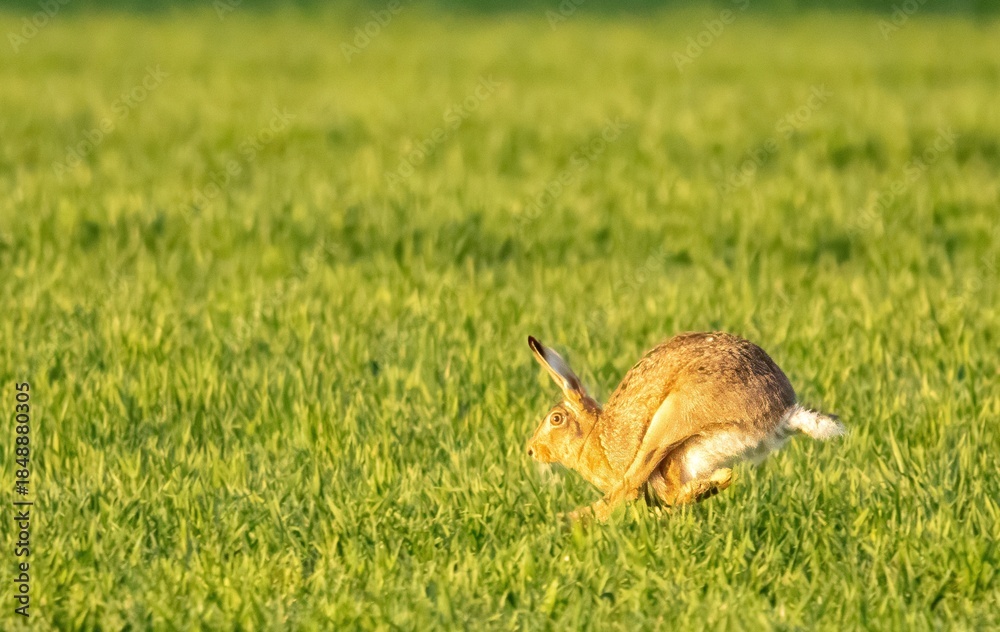 Obraz premium Brown Hare Running Across Green Field at Golden Hour