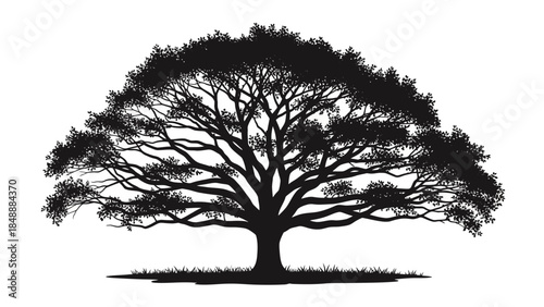 Silhouette of a majestic mature tree with expansive branching canopy and detailed foliage in a