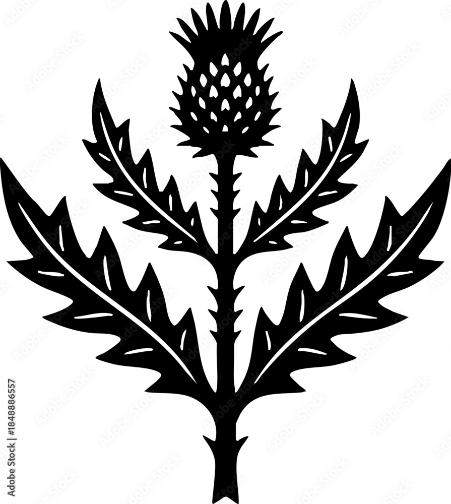 Fototapeta premium Stylized Scottish Thistle Plant Vector Illustration Black and White