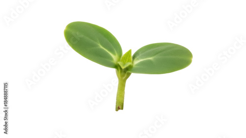 Obraz na plátně Green sunflower sprout isolated PNG on transparent background, young plant seedl
