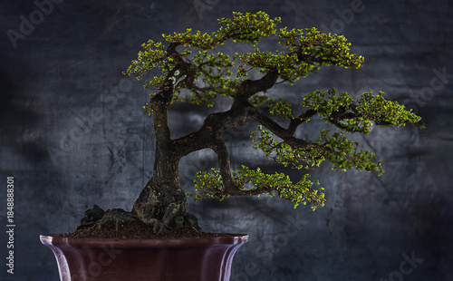 Elegant Slanting Bonsai Tree with Small Green Leaves on Dark Background