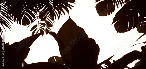 Dark silhouettes of various tropical leaves against a bright background,  white,  nature