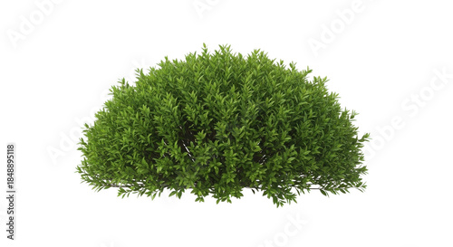 Lush Green Shrub or Bush Isolated on Clean White Background