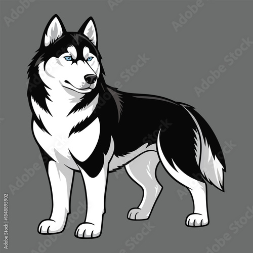 black and white dog