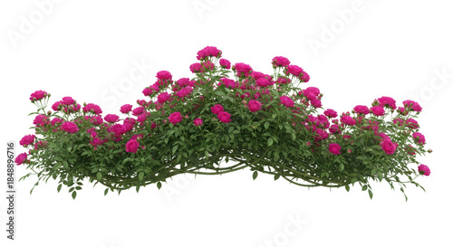Isolated Pink Flowering Bush with Green Leaves on White Background