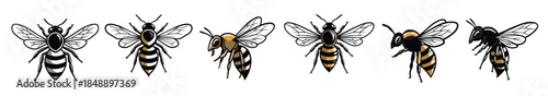 honeybee insect collection illustration showing six 