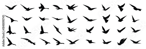  bird silhouettes vector
