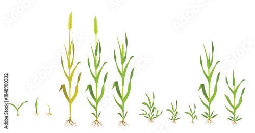  growth wheat in stages infographics of grain germination