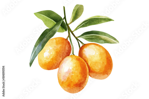 Kumquat Fruit Watercolor Vector Illustration Isolated on Transparent Background Fresh Tropical Fruit.