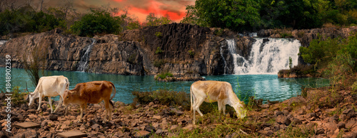 Scenic view of cows at beautiful Tad Faed waterfall. Laos landscape. Panorama