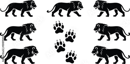 Lion silhouette set with walking poses and paw prints, black wild animal wildlife icons isolated on white background vector