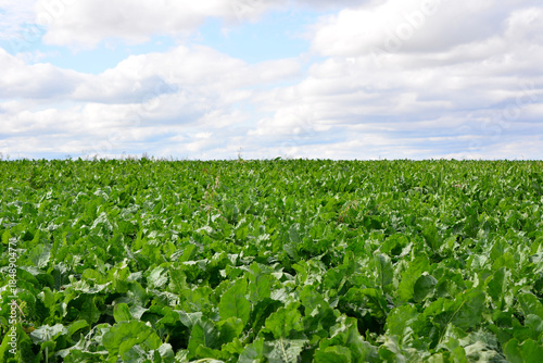 Vast Green Field of Leafy Crops Under a Cloudy Sky