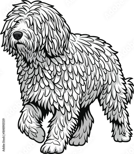 Komondor dog walking alert patrolling movement 