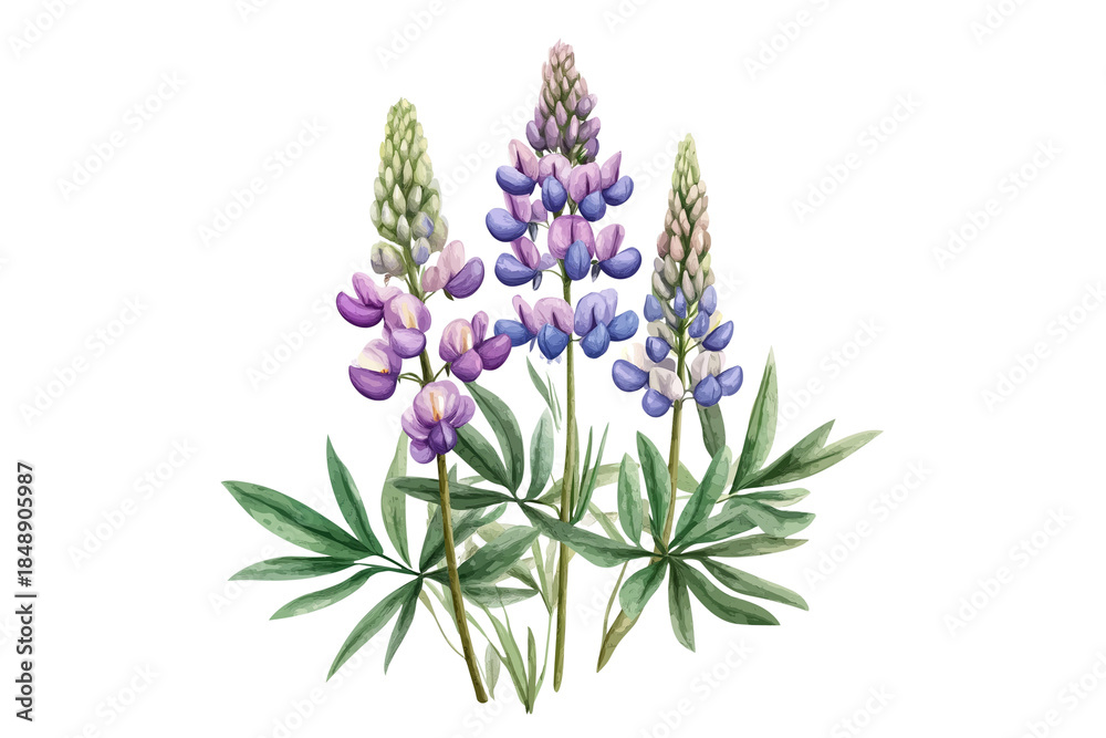 Obraz premium Lupine Flower Watercolor Vector Illustration Isolated on Transparent Background Botanical Floral Element