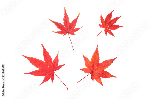 赤く色付いた複数の紅葉