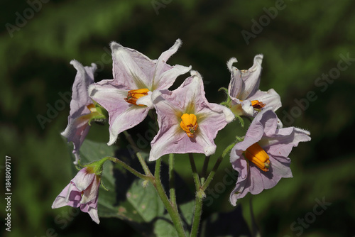 fleurs d'un pied de pomme de terre