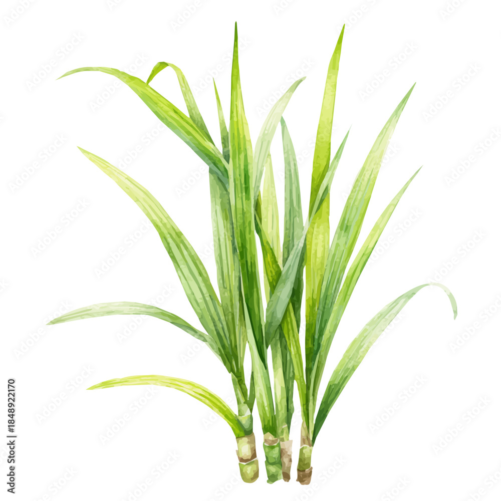 Fototapeta premium watercolor of Lemongrass, vector, isolated on a white background.