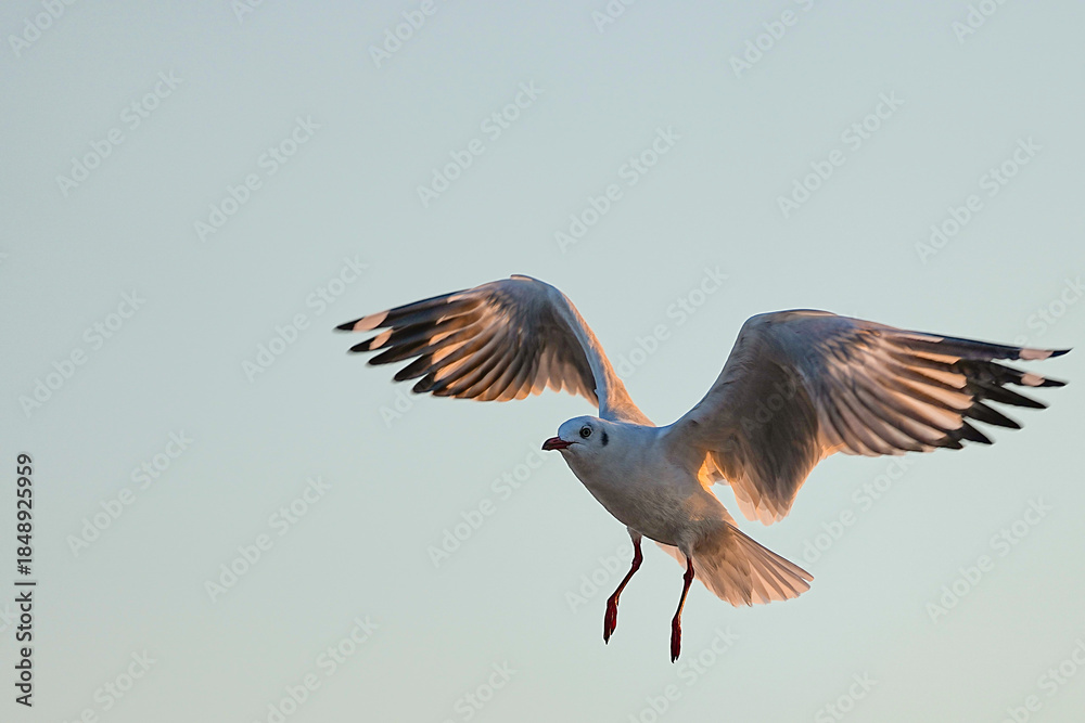 Fototapeta premium Seagulls live in the wild in Thailand.