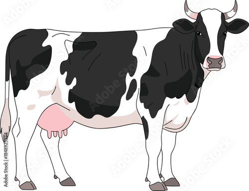 Realistic dairy cow illustration isolated on white background showing farm livestock animal with black and white pattern for agriculture and milk production design