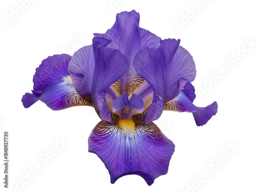 Photos Isolated Blue Iris, a Majestic Beauty - Vibrant Purple Petals, Floral Elegance,