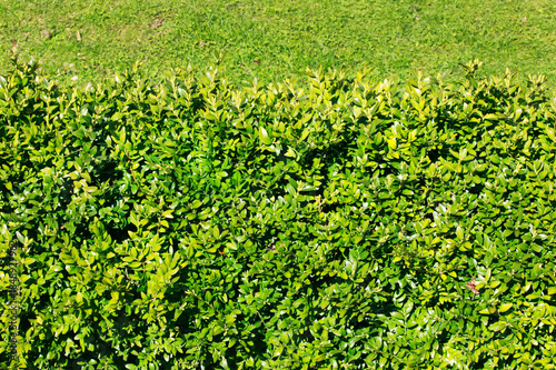 Neatly cut green common box (Buxus sempervirens) privet hedge close-up background, garden evergreen hedging  gardening stock photo image
