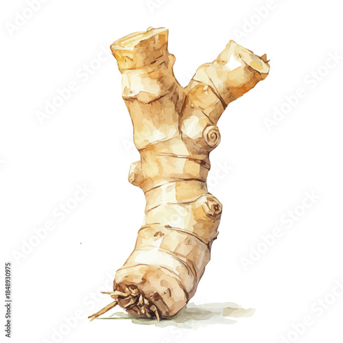 painting illustration isolated on a white background, illustration, AI painting design, vector illustration set, eps format_Watercolor_style_painting_of_a_galangal_root_on_a_white