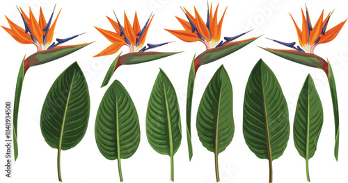 Bird of Paradise Flower and Tropical Leaves Vector Illustration Set Featuring Exotic Strelitzia Blooms and Lush Green Foliage for Botanical, Nature, and Floral Design Projects