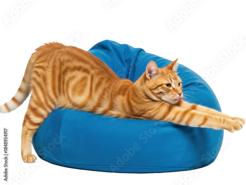 Quadro em tela Isolated ginger tabby cat stretches out on blue beanbag chair, looking relaxed a