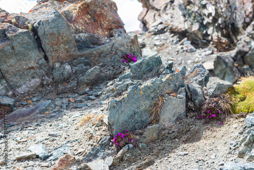 Wallpaper Mural Moss campion or cushion pink (Silene acaulis) in the Swiss Alps Torontodigital.ca