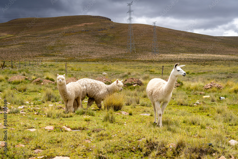 Obraz premium White Llama and Alpacas in the Peruvian Plain