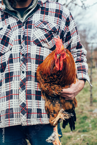 Farmer holding a proud, colorful rooster with vibrant plumage in a rural outdoor setting 