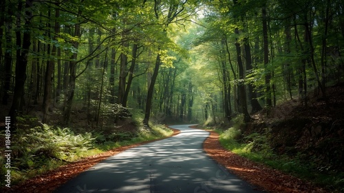 Road in the Forest