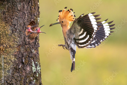 A female eurasian hoopoe feeds her young on a nest in a tree hollow.