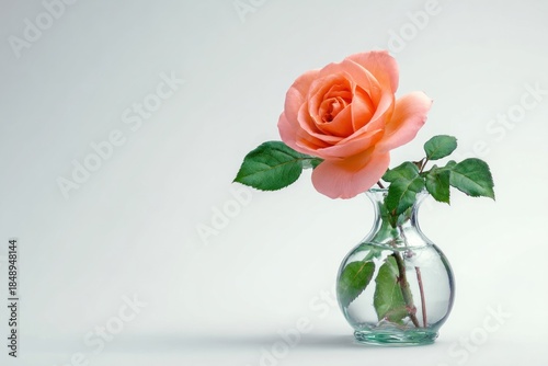 Beautiful peach rose in clear glass vase on white background with green leaves
