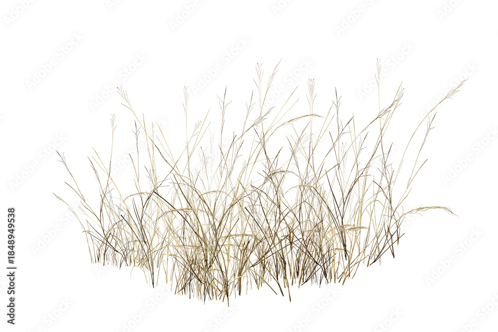 Fototapeta premium green grass isolated on white/Dry wild grass isolated on a white background, showing natural textures and minimalist botanical beauty.