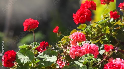Geranium red and pink flowers. Beautiful geranium flower blooming on a terrace, outside. Nature. Slow motion. Pelargonium. Geranium Peltatum. Outdoor Garden, gardening. Slow motion 