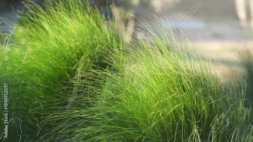 Mexican feather grass in modern garden, gardening, landscaping, design. Stipa tenuissima Pony Tails, Nassella. 